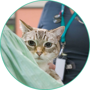 Sydney Veterinary Referral Hospital