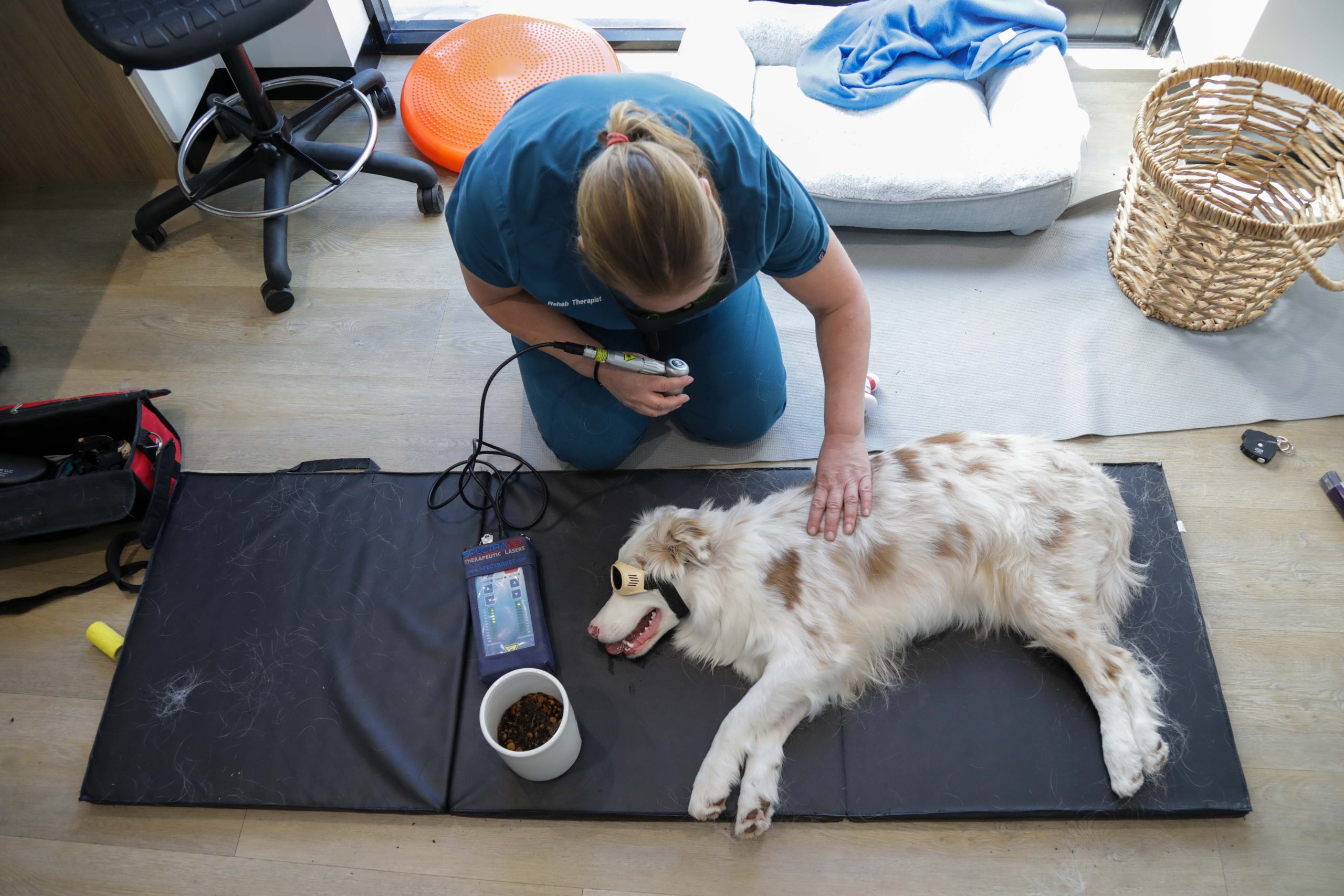 Rehab laser therapy with Boarder Collie Rehab laser therapy at The Pet Specialists