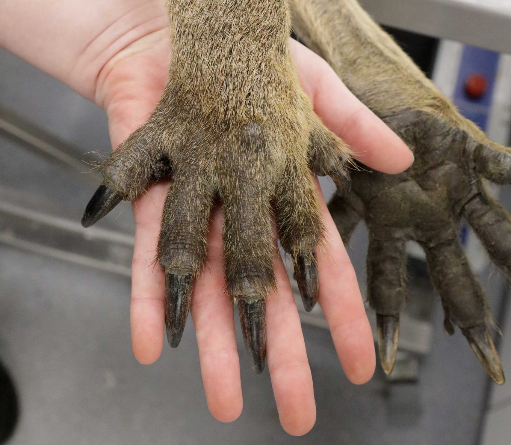 Kangaroo Paw at The Pet Specialists