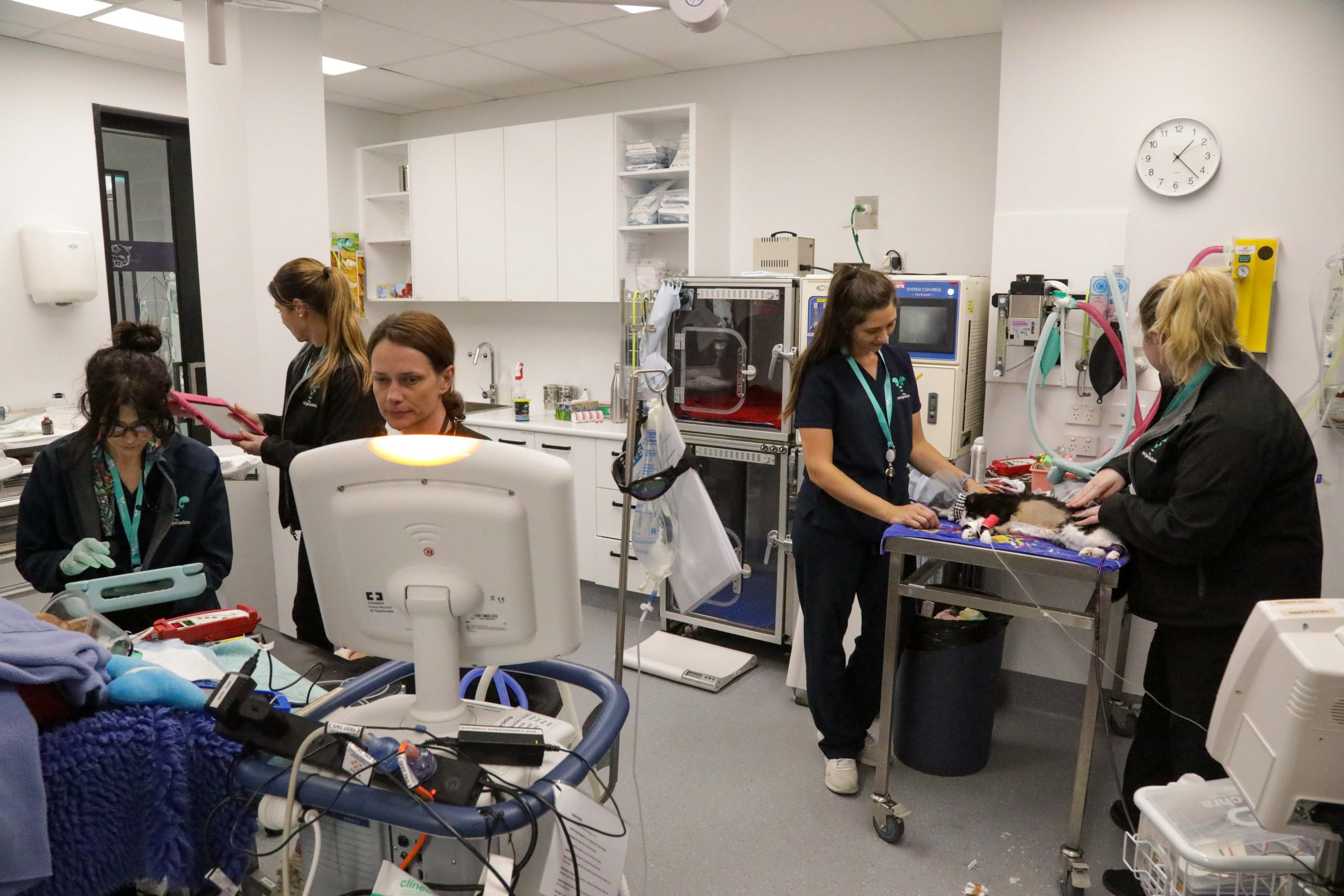 The busy ICU Intensive Care Unit at The Pet Specialists The busy ICU Intensive Care Unit at The Pet Specialists