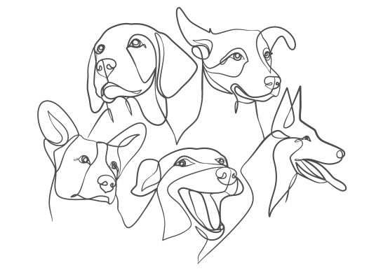 Dog - Head Montage c Outpatient Radiology Service