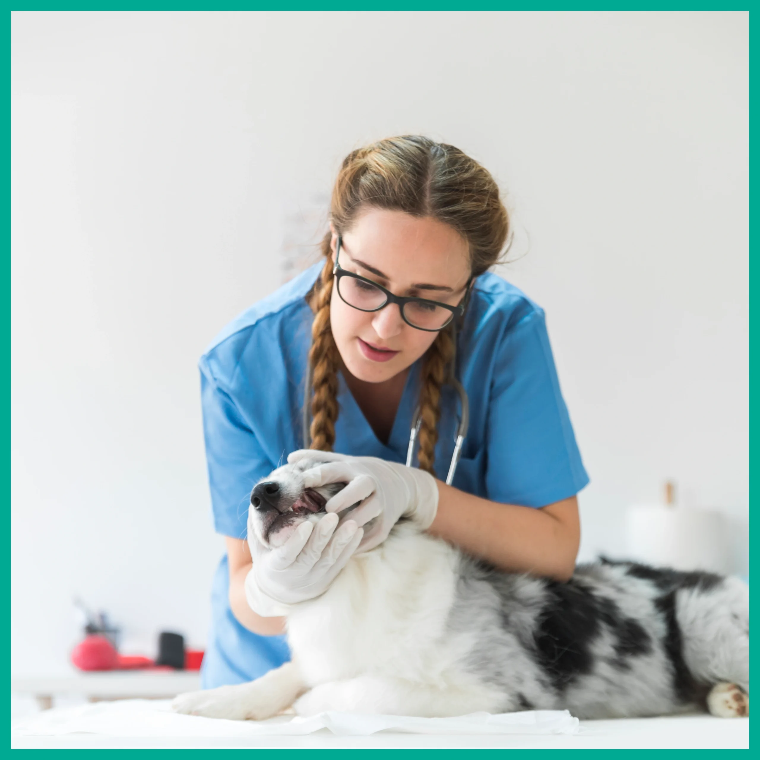Female veterinarian in scrubs and gloves performing a thorough mouth and dental exam on a Border Collie mix dog at the vet clinic.
